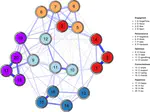 The Network Structure of Adolescent Well-Being Traits:Results From a Large-Scale Chinese Sample