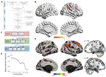 Obliviate! Reviewing Neural Fundamentals of Intentional Forgetting from a Meta-Analytic Perspective